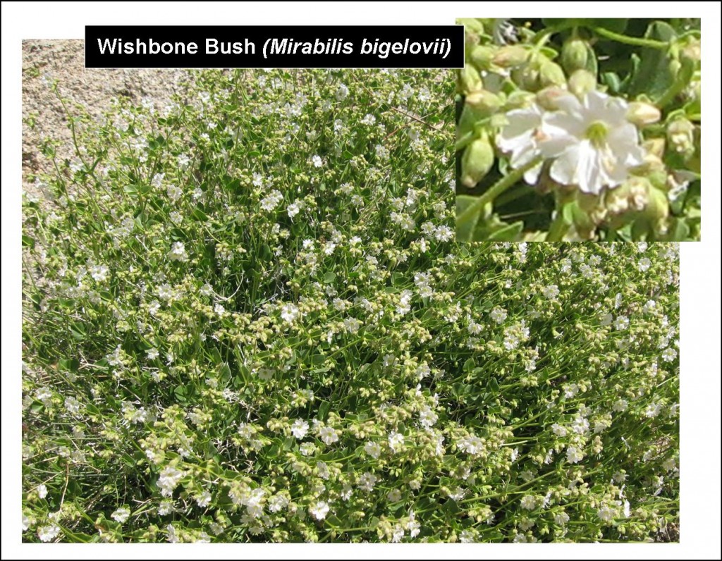 wishbone-bush